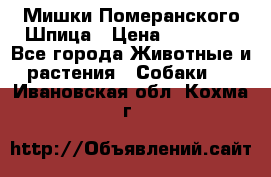 Мишки Померанского Шпица › Цена ­ 60 000 - Все города Животные и растения » Собаки   . Ивановская обл.,Кохма г.